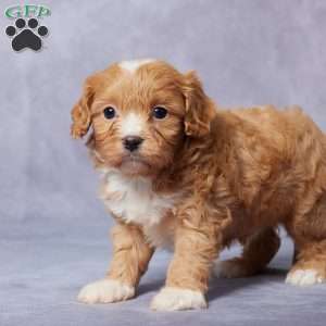 Ezra, Cavapoo Puppy